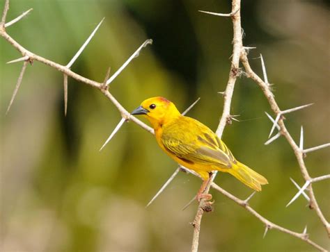  「黄金の鳥」: 壮麗な色彩と神秘的な象徴